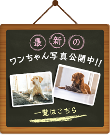 ワンちゃん写真公開中