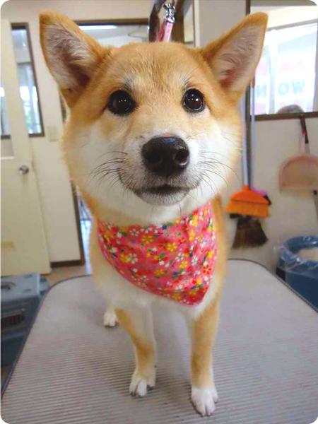 シャンプー＆カットコース 中型犬 犬種別料金表