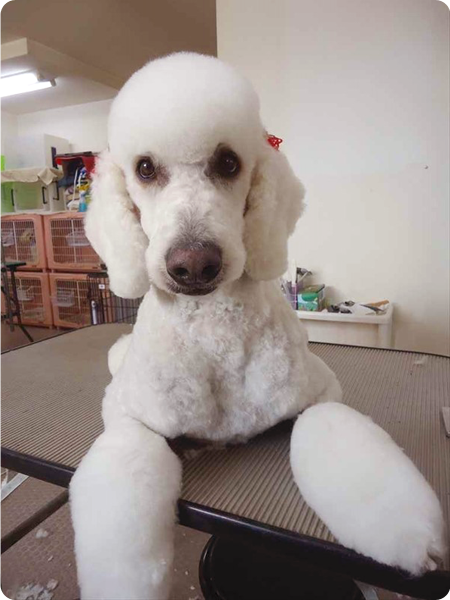 シャンプー＆カットコース 大型犬 犬種別料金表
