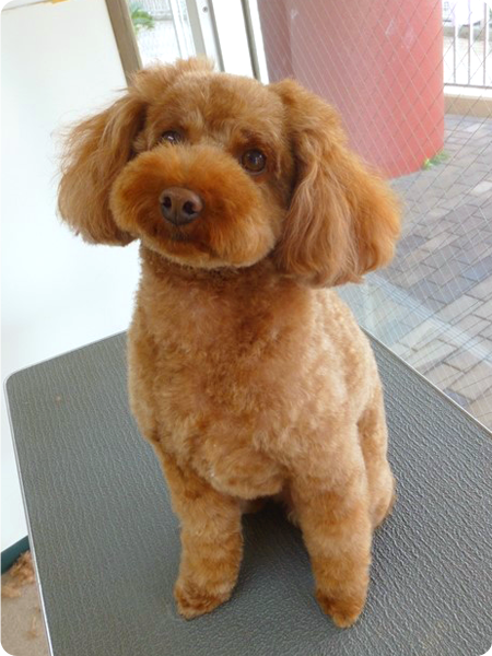 シャンプー＆カットコース 小型犬 犬種別料金表