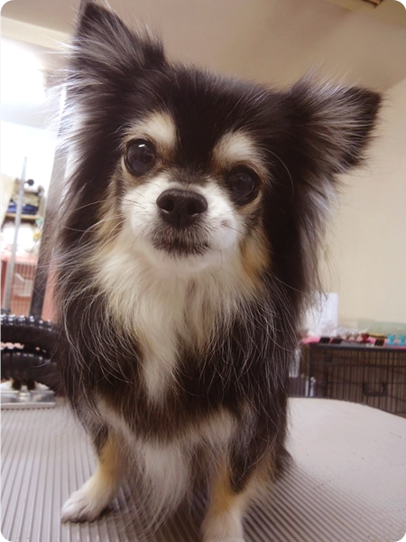 シャンプー＆カットコース 小型犬 犬種別料金表
