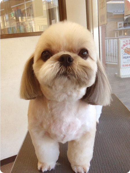 シャンプー＆カットコース 小型犬 犬種別料金表