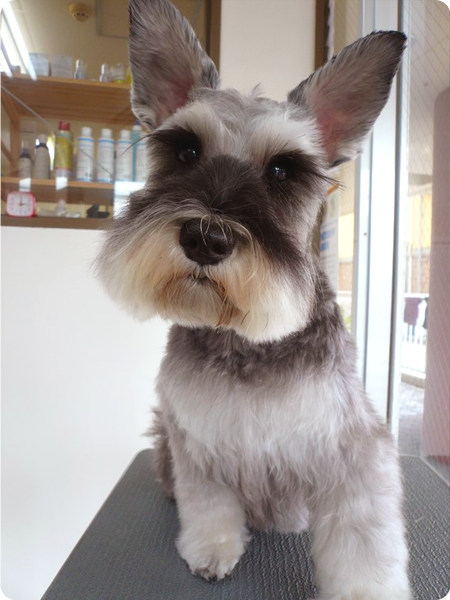 シャンプー＆カットコース 中型犬 犬種別料金表