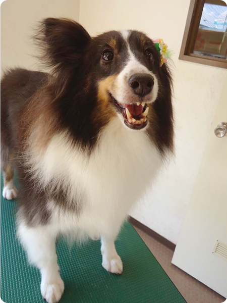 シャンプー＆カットコース 中型犬 犬種別料金表