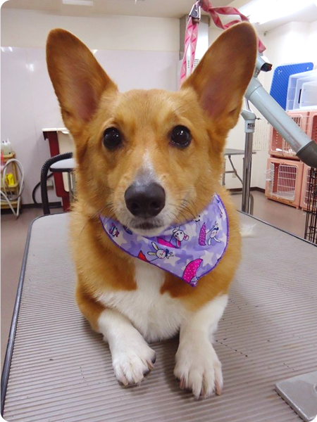シャンプー＆カットコース 中型犬 犬種別料金表