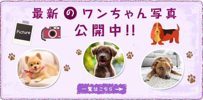 最新のワンちゃん写真